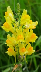 Linaria
