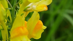 Linaria