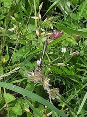 Platycnemis pennipes