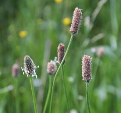 Plantago altissima
