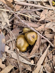 Cortinarius austrovenetus