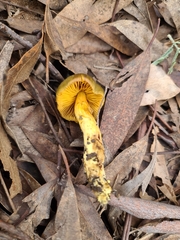 Cortinarius austrovenetus