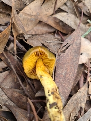 Cortinarius austrovenetus