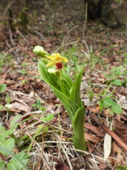 Calanthe tricarinata