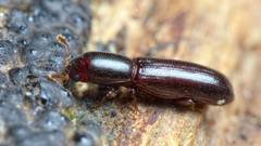 Teredus cylindricus