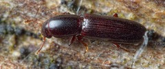 Teredus cylindricus