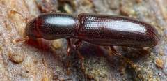 Teredus cylindricus