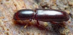Teredus cylindricus