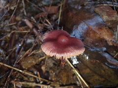 Thaxterogaster submagellanicus