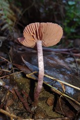 Thaxterogaster submagellanicus