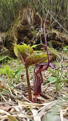 Arisaema elephas