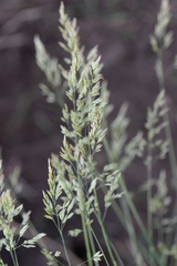 Poa fendleriana
