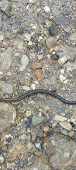 Elaphe cantoris