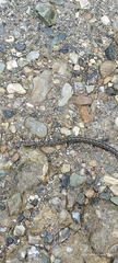 Elaphe cantoris