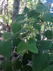 Micromelum minutum