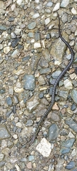 Elaphe cantoris