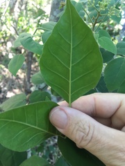 Micromelum minutum