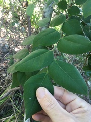 Micromelum minutum