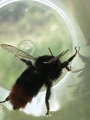 Bombus rupestris