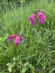 Gladiolus communis byzantinus
