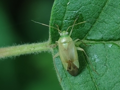Neolygus contaminatus