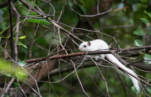 Three-striped Palm Squirrel, 22, Hillside Rd, IIT Area, Powai, Mumbai, Maharashtra 400076, India, photo 7 of 10
