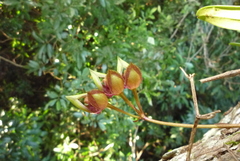 Bulbophyllum pingtungense
