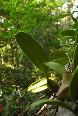 Bulbophyllum pingtungense