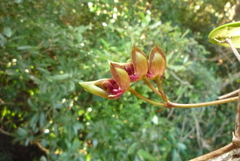 Bulbophyllum pingtungense