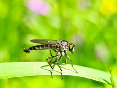 Neoitamus socius