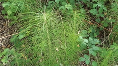 Equisetum telmateia telmateia