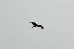 Milvus milvus