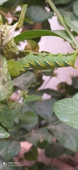 Acherontia