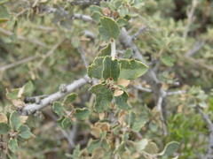 Quercus striatula