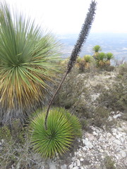 Agave striata striata