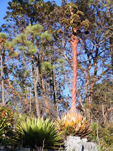 Agave montana