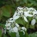 Frostweed - Photo (c) Mark Fishbein, some rights reserved (CC BY-NC), uploaded by Mark Fishbein