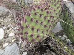 Opuntia stenopetala