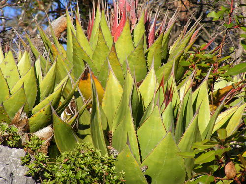 Agave montana