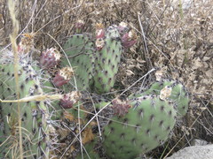Opuntia stenopetala