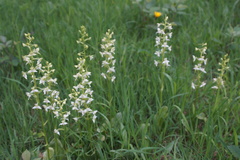 Platanthera chlorantha