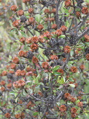 Lindleya mespiloides