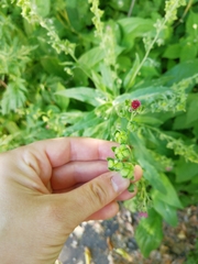 Cynoglossum officinale