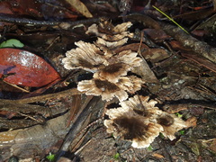 Hydnellum auratile