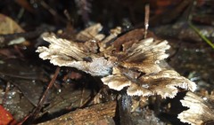 Hydnellum auratile