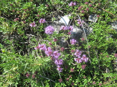 Thymus sibiricus