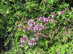 Thymus sibiricus