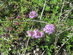 Thymus sibiricus