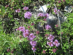 Thymus sibiricus