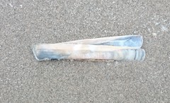 Ensis minor
